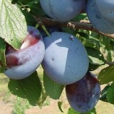 Заречная ранняя6_0x160 Любимый сад